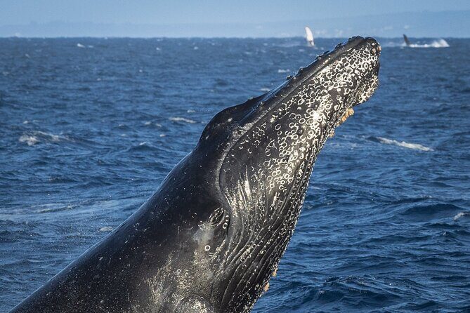 Afternoon Whale Watching Tour in Maui with Dinner - FAQ  