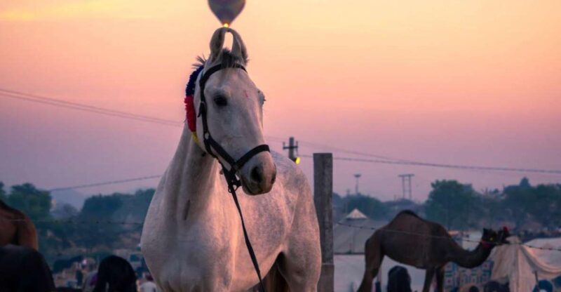 Agadir: Beach and Ranch Horse Riding Tour - Scenic Surroundings