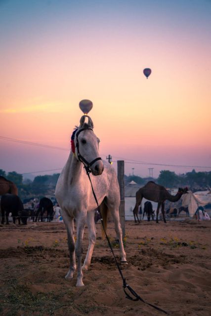 Agadir: Beach and Ranch Horse Riding Tour - Frequently Asked Questions