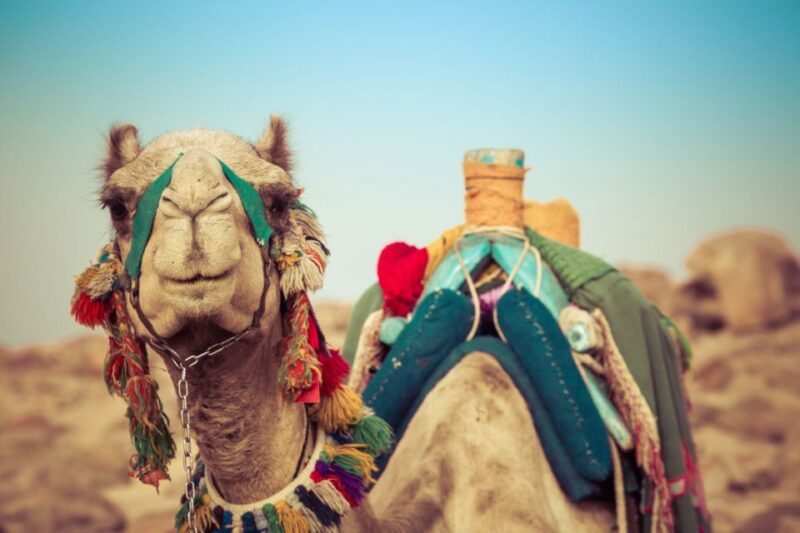 Agadir: Camel Ride With Tea & BBQ Dinner Option - Good To Know