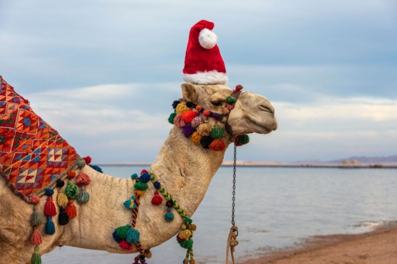 Agadir: Camel Ride With Tea & BBQ Dinner Option - Experience Highlights