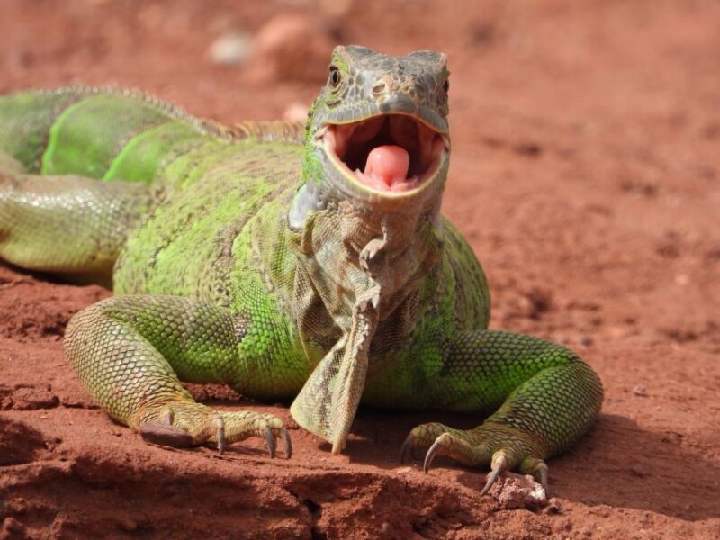 Agadir: City Tour, Crocodile Park & Camel Ride - Agadir Crocoparc