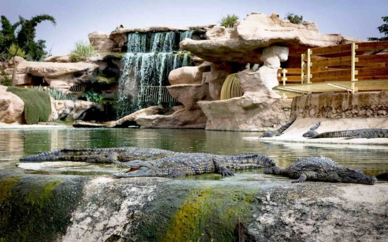 Agadir: City Tour, Crocodile Park & Camel Ride - Argan Oil Factory