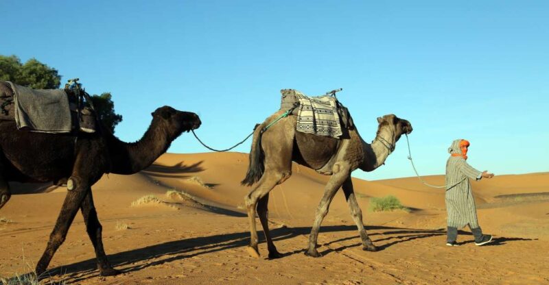 Agadir: Desert Safari Jeep Tour With Lunch & Hotel Transfers - Lunch Experience