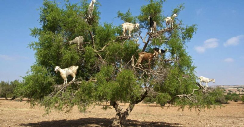 Agadir: Goat on Trees & Crocodile Park Including Hotelpickup - Discovering Agadirs Crocodile Park