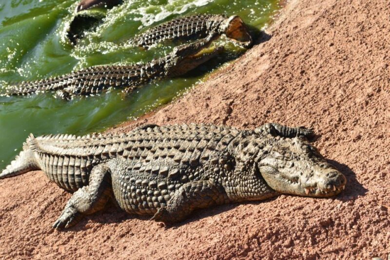 Agadir: Goat on Trees & Crocodile Park Including Hotelpickup - Highlights of the Half-Day Experience
