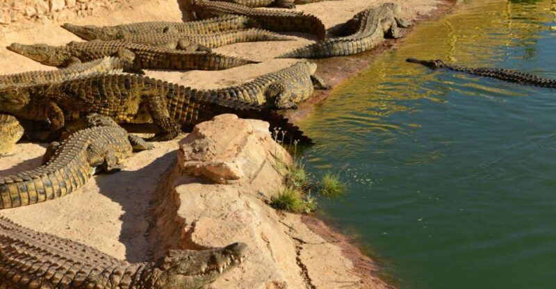 Agadir: Goat on Trees & Crocodile Park Including Hotelpickup - Highlights of the Experience