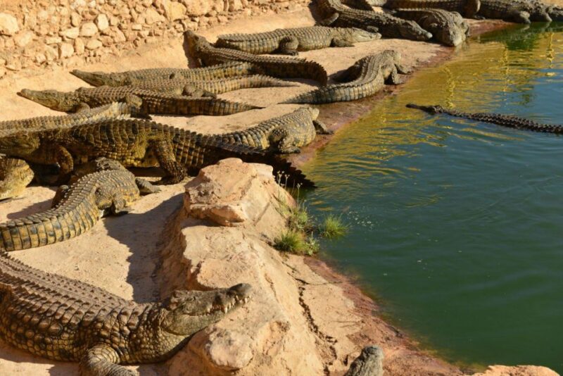 Agadir: Goat on Trees & Crocodile Park Including Hotelpickup - Good To Know