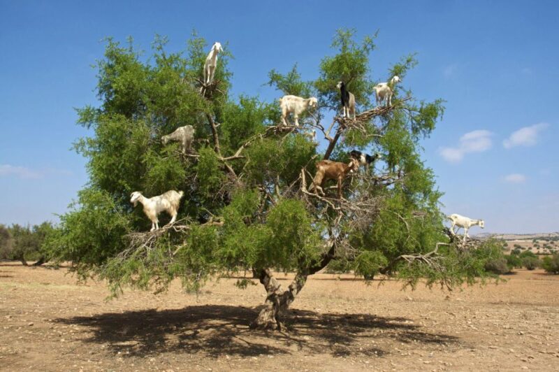 Agadir: Goat on Trees & Crocodile Park Including Hotelpickup - Booking Information