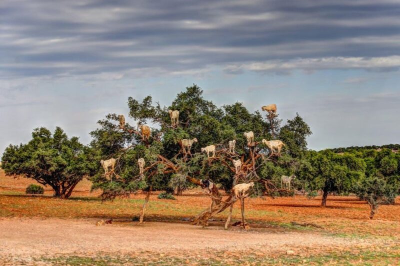 Agadir: Goat on Trees & Crocodile Park Including Hotelpickup - Experience Highlights