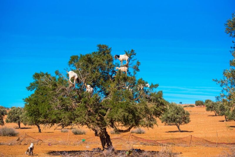 Agadir: Goat on Trees & Crocodile Park Including Hotelpickup - Wild Animal Sightings