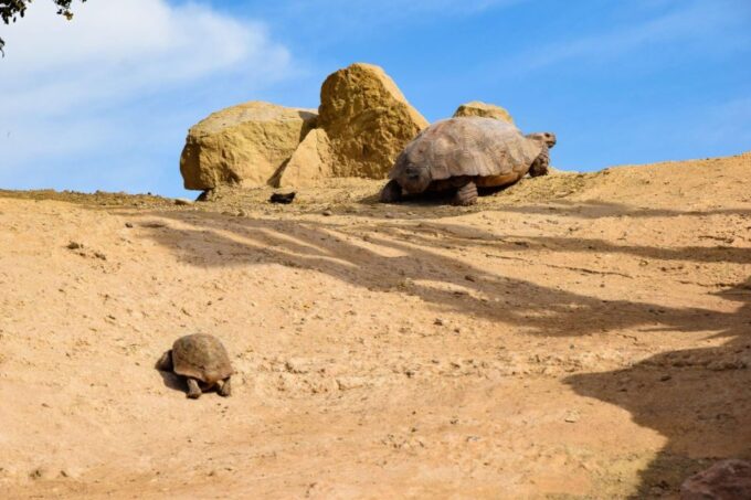 Agadir: Goat on Trees & Crocodile Park Including Hotelpickup - Frequently Asked Questions