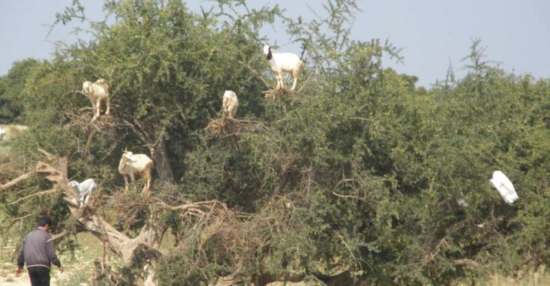 Agadir: Goat on Trees & Crocodile Park Including Hotelpickup - Good To Know