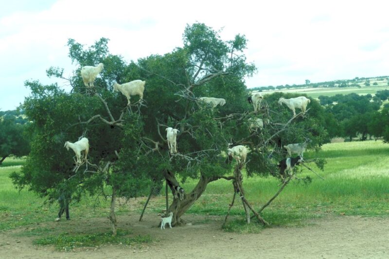 Agadir: Goat on Trees & Crocodile Park Including Hotelpickup - Highlights of the Itinerary