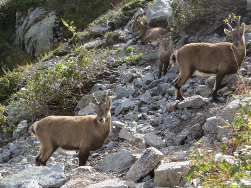 Agadir: Goat on Trees & Crocodile Park Including Hotelpickup - Crocodile Park Exploration