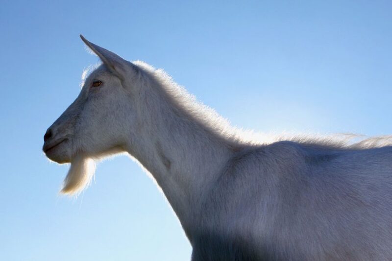 Agadir: Goat on Trees & Crocodile Park Including Hotelpickup - Interacting With Goats