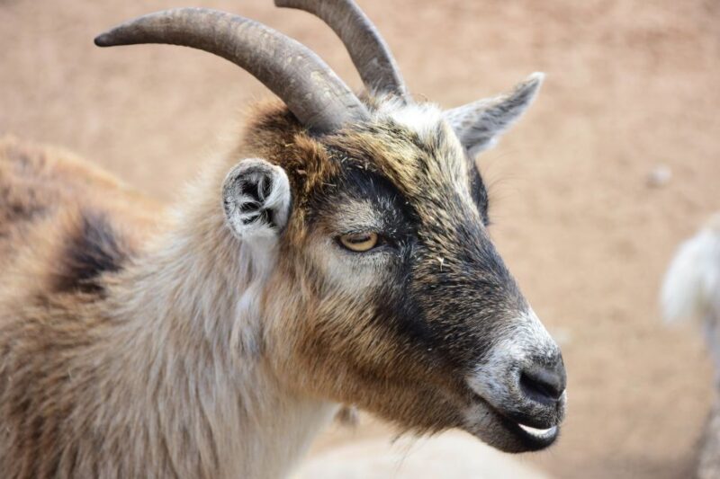 Agadir: Goat on Trees & Crocodile Park Including Hotelpickup - Customer Feedback and Ratings