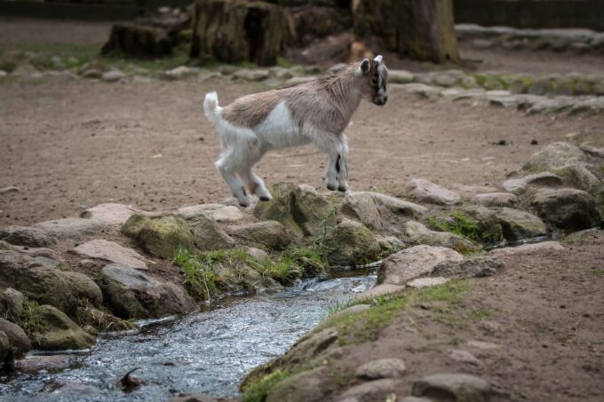 Agadir: Goat on Trees & Crocodile Park Including Hotelpickup - Who Should Participate