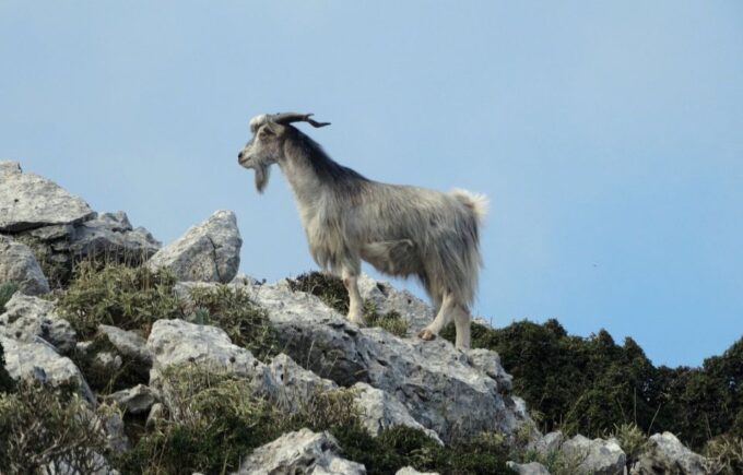 Agadir: Goat on Trees & Crocodile Park Including Hotelpickup - Frequently Asked Questions