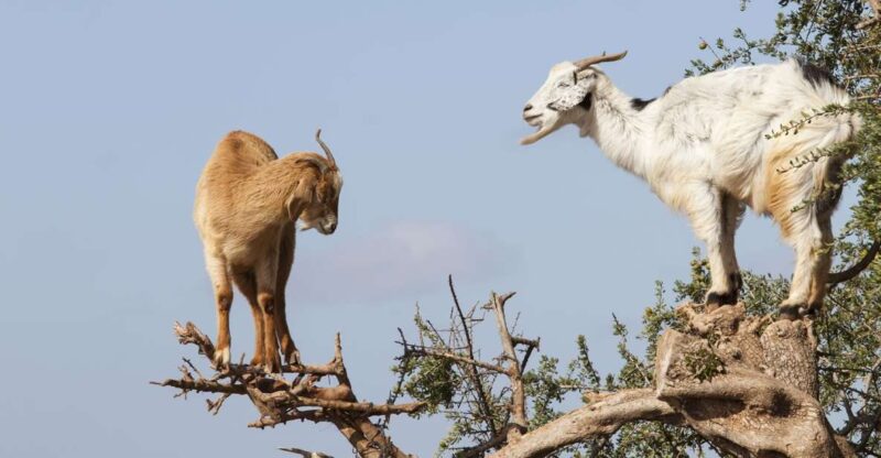 Agadir: Goat on Trees & Crocopark Including Hotel Pickup - Good To Know