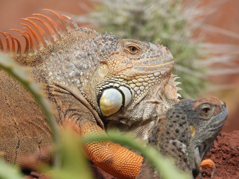 Agadir: Goat on Trees & Crocopark Including Hotel Pickup - Highlights of the Experience