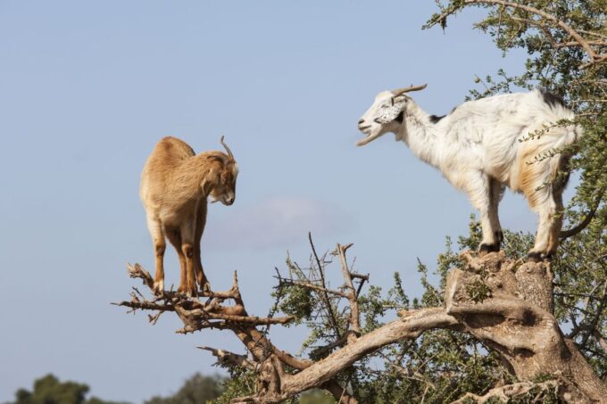 Agadir: Goat on Trees & Crocopark Including Hotel Pickup - Frequently Asked Questions