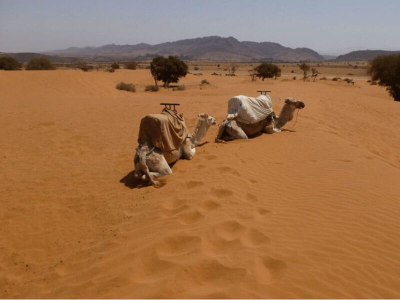 Agadir or Taghazout : 4×4 Jeep Massa Sahara Desert Day Trip - Itinerary Highlights