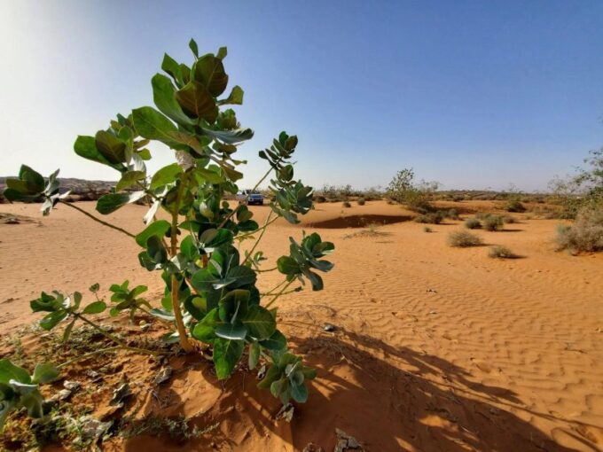 Agadir or Taghazout : 4×4 Jeep Massa Sahara Desert Day Trip - Payment and Expenses