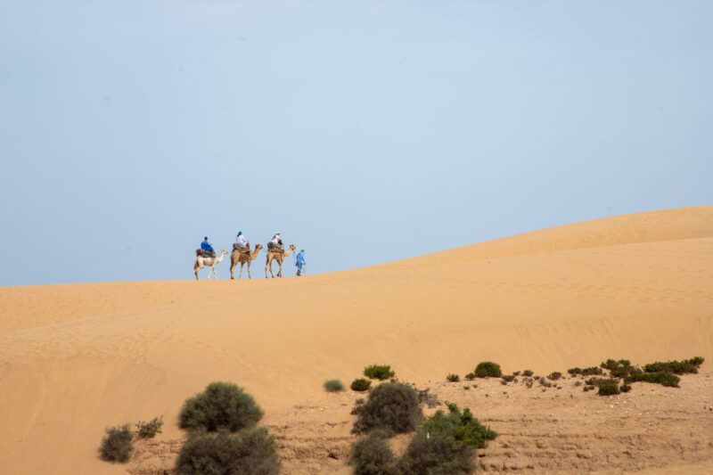 Agadir or Taghazout : Camel Ride in Desert Sand Dunes - Panoramic Desert Vistas and Sunset Views
