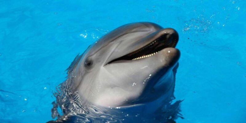 Agadir or Taghazout: Crocoparc + Dolphin World + Tickets - Good To Know