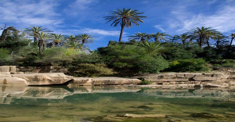 Agadir or Taghazout: Crocoparc + Dolphin World + Tickets - Dolphin World: Captivating Performances