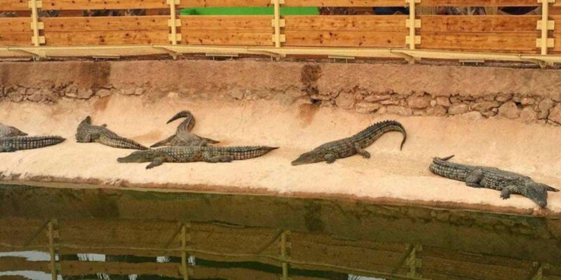 Agadir or Taghazout: Crocoparc + Dolphin World + Tickets - Botanical Gardens Exploration