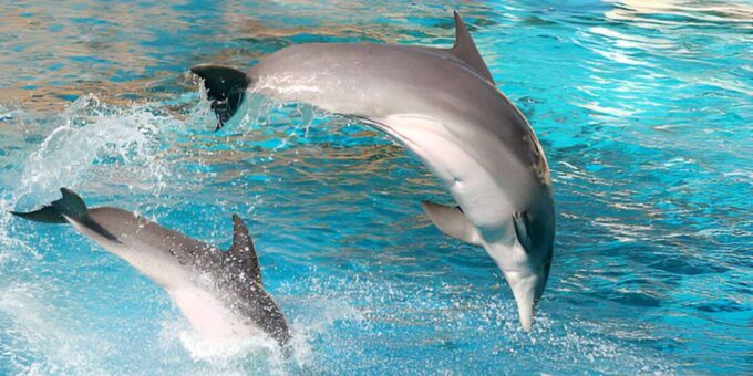 Agadir or Taghazout: Crocoparc + Dolphin World + Tickets - Booking Options and Details