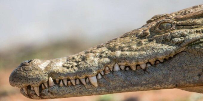 Agadir or Taghazout: Crocoparc + Dolphin World + Tickets - Agadir or Taghazout: Which to Choose?