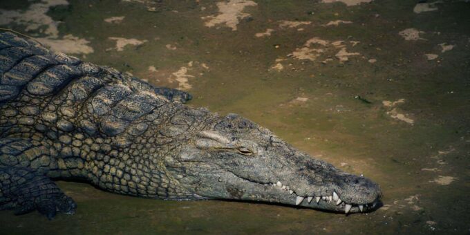 Agadir or Taghazout: Crocoparc + Dolphin World + Tickets - Frequently Asked Questions