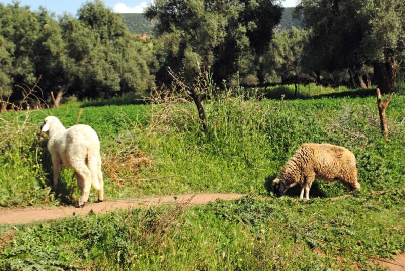 Agadir or Taghazout: Ouzoud Waterfalls Tour and Boat Trip - Highlights of the Day Trip