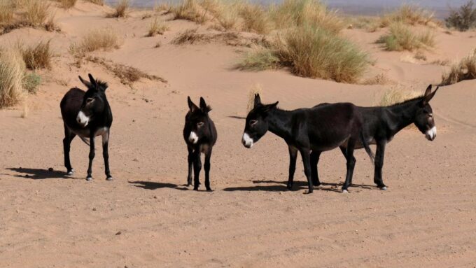 Agadir: Paradise Valley + Camel Ride W/Meal in an Old Kasbah - Language and Guide Availability