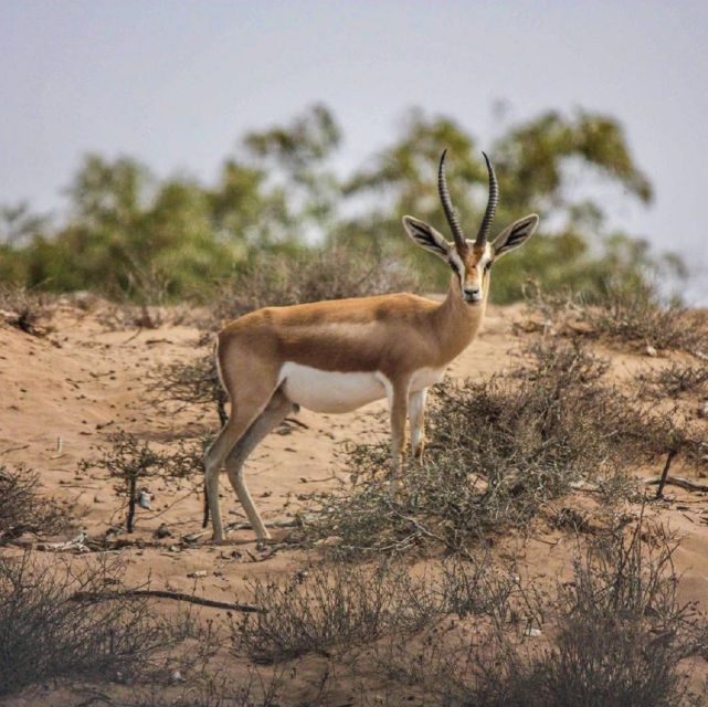 Agadir: Souss National Park Wildlife Half-Day Tour - Good To Know