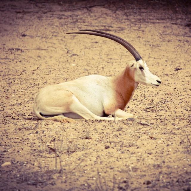 Agadir: Souss National Park Wildlife Half-Day Tour - Itinerary and Experience