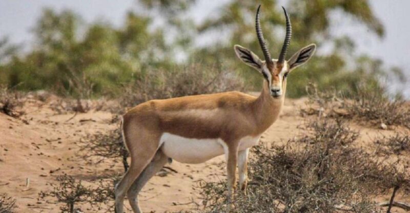 Agadir: Souss National Park Wildlife Half-Day Tour - Transportation and Pickup