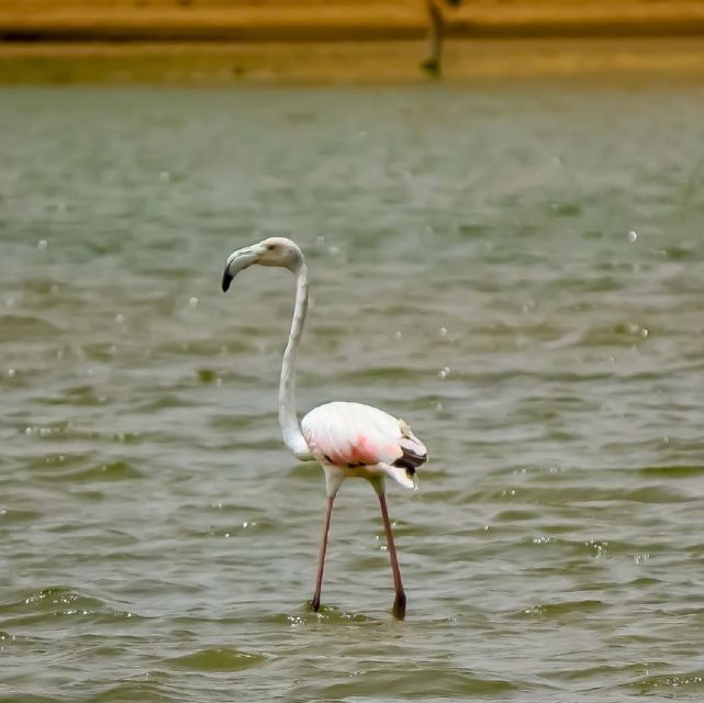 Agadir: Souss National Park Wildlife Half-Day Tour - Important Information