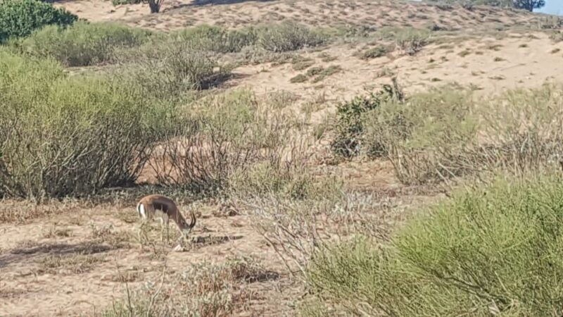 Agadir: Souss National Park Wildlife Half-Day Tour - Customer Reviews and Highlights