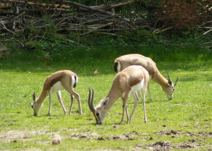 Agadir: Souss National Park Wildlife Half-Day Tour - Exploring Souss Massa National Park