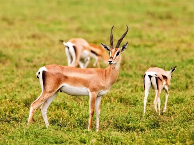 Agadir: Souss National Park Wildlife Half-Day Tour - Endangered Species in the Park