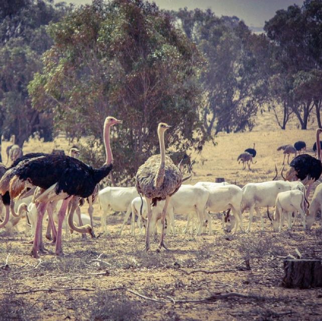 Agadir: Souss National Park Wildlife Half-Day Tour - Guided Tours and Wildlife Viewing