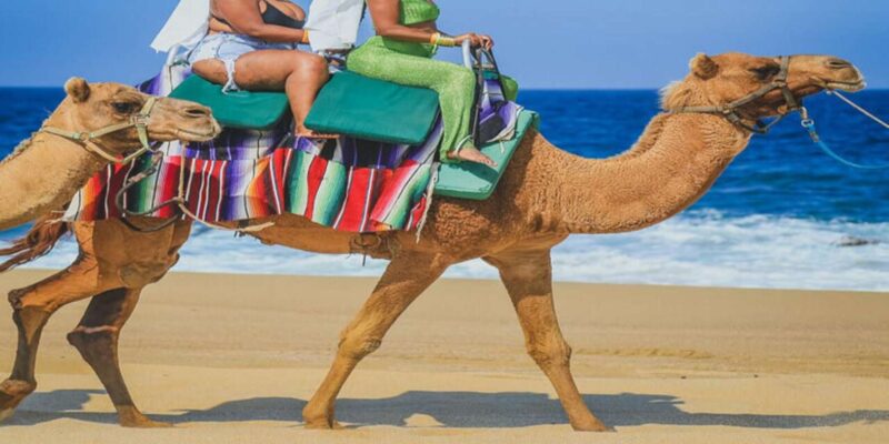 Agadir/Taghazout: Camel & Horse Ride on the Beach - Good To Know