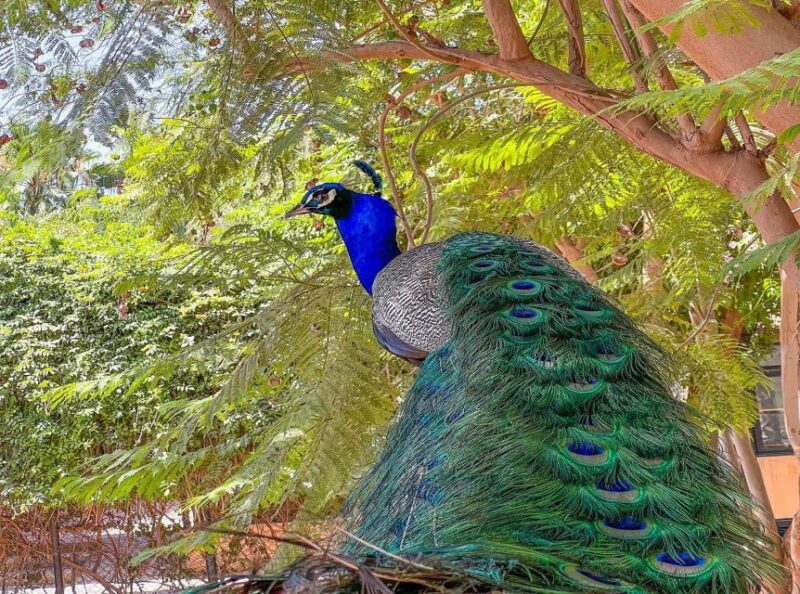 Agadir: Visit Villate Limoune Ticket & Hotel Pickup Included - Inclusions and Exclusions