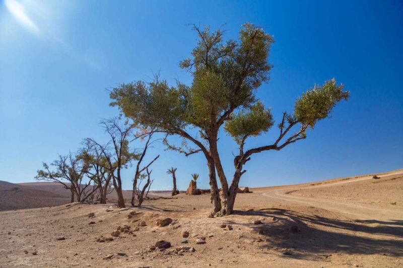 Agafay and Atlas: Quad and Camel Experience - Transportation and Pickup Details
