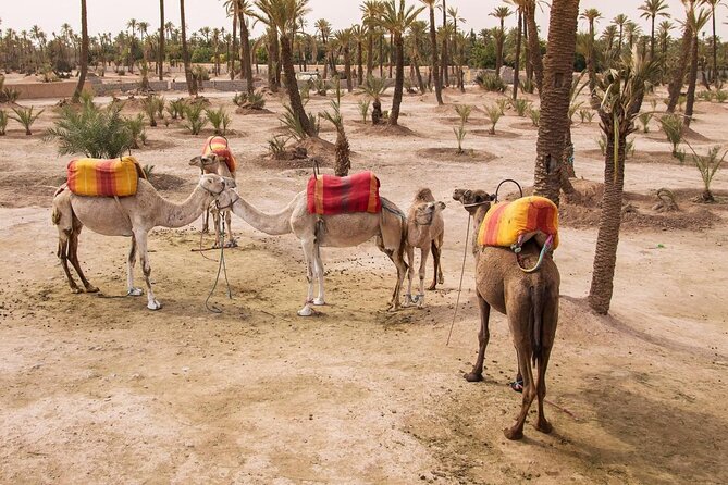 Agafay Desert Adventure, Culture, and Relaxation, From Marrakech - Good To Know