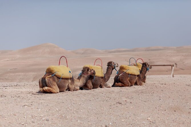 Agafay Desert Package, Quad Bike, Camel Ride and Dinner Show - Group Size and Safety